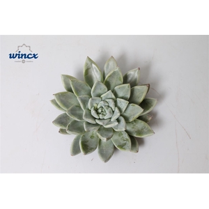 Echeveria Tolimanensis Hybrid Cutflower Wincx-8cm