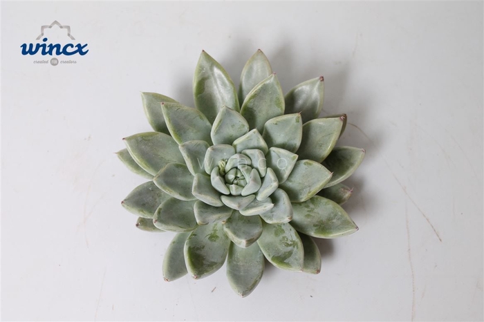 <h4>Echeveria Tolimanensis Hybrid Cutflower Wincx-8cm</h4>
