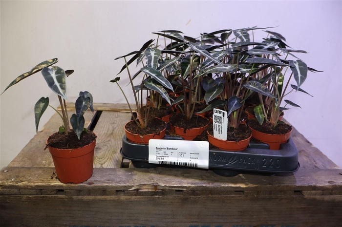 <h4>Aloc X Amazonica</h4>