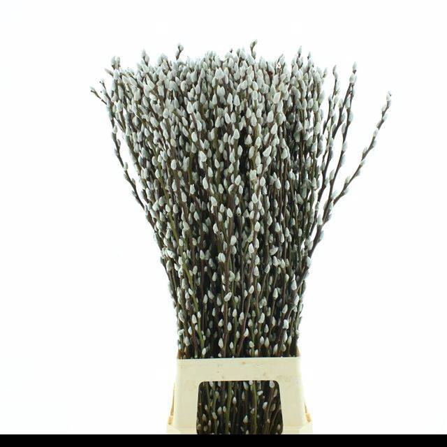 <h4>SALIX CA SNOW FLAKE</h4>