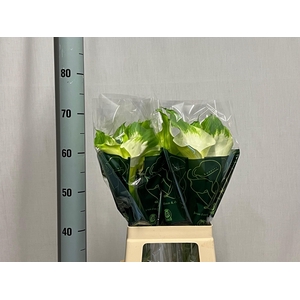 ZANT AE GREEN GODDES