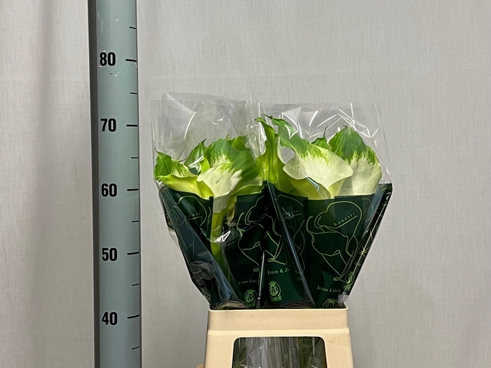 <h4>ZANT AE GREEN GODDES</h4>