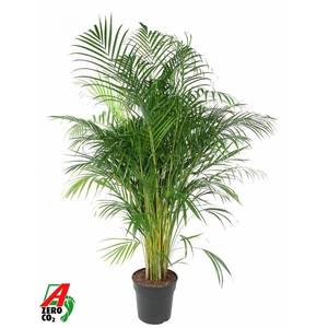 Dypsis Lutescens(Areca) P27