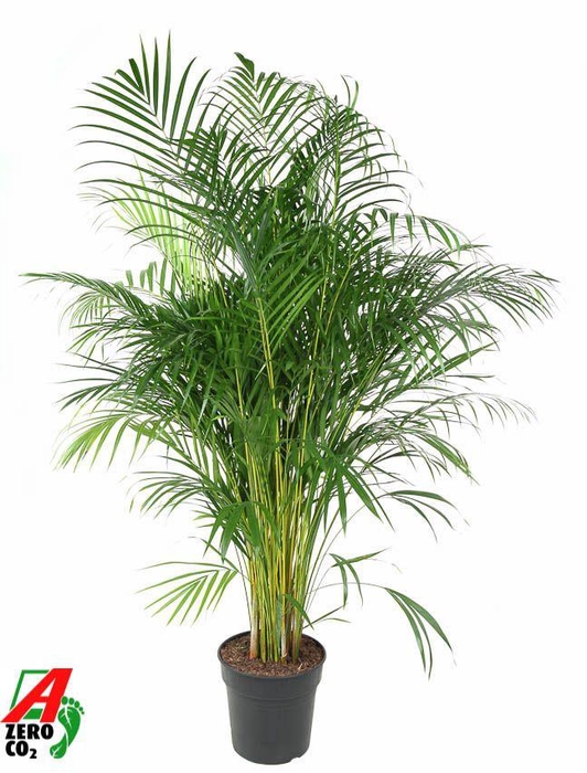 <h4>Dypsis Lutescens(Areca) P27</h4>
