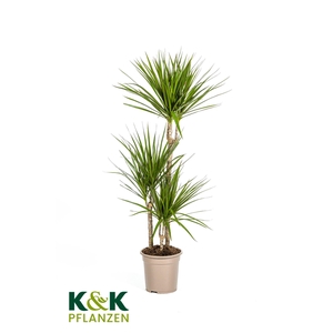 Dracaena Marginata Green T21