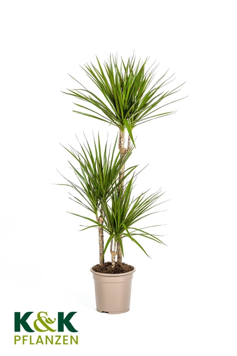 <h4>Dracaena Marginata Green T21</h4>