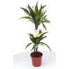 Dracaena overig