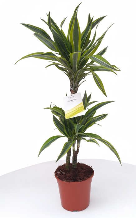 Dracaena overig