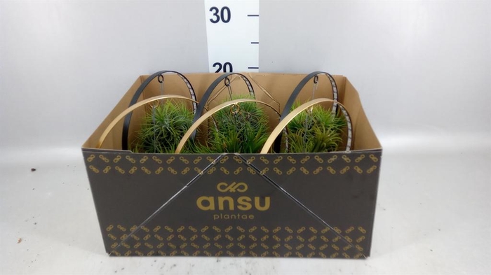 <h4>Tillandsia</h4>
