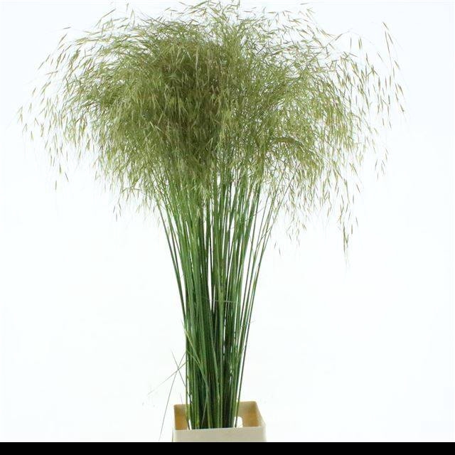 <h4>STIPA GIGANTEA</h4>