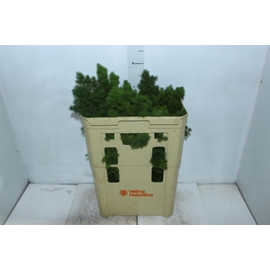 FOLH ASP MYRIOCLADUS 060 CM