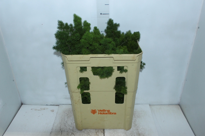 <h4>FOLH ASP MYRIOCLADUS 060 CM</h4>
