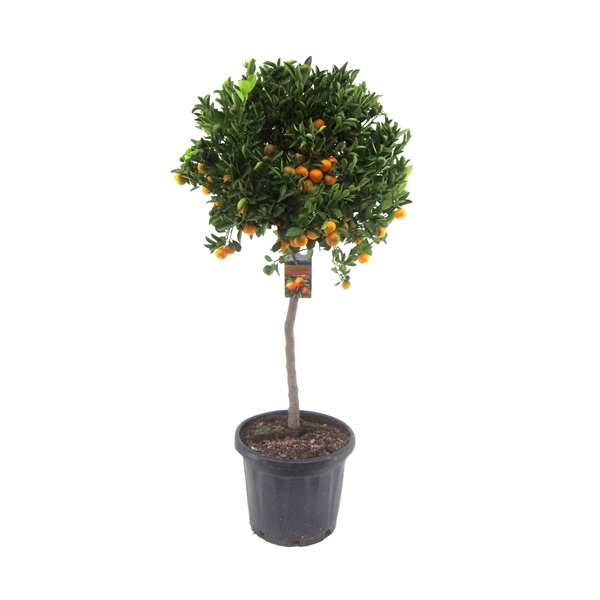 <h4>Citrus calamondin</h4>