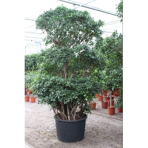 Ficus