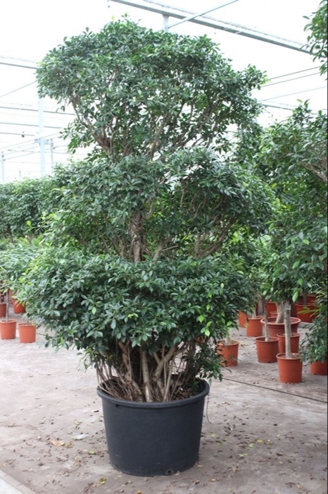 Ficus