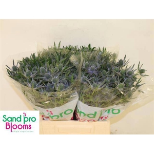 ERYN MAG BLUE LAGOON