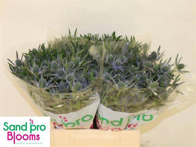 <h4>ERYN MAG BLUE LAGOON</h4>