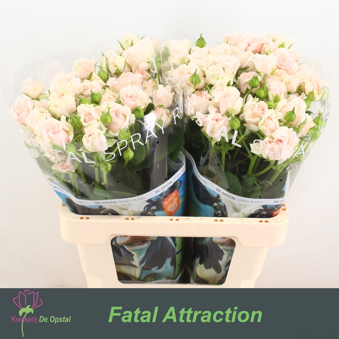 <h4>R TR RLM FATAL ATTRA</h4>