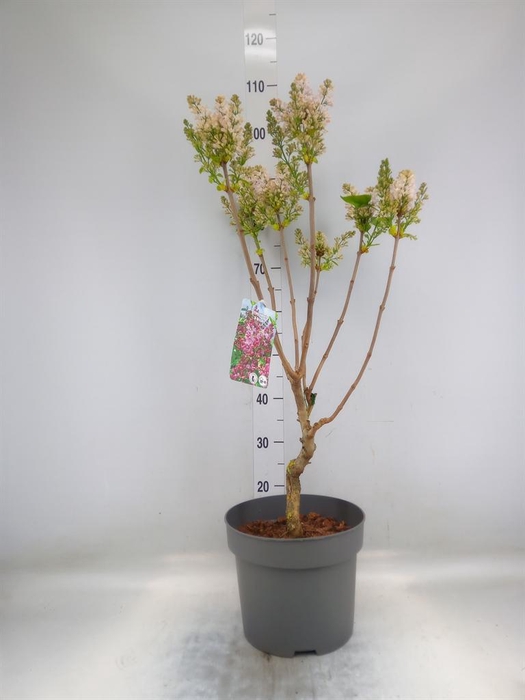 <h4>Syringa vulg.</h4>