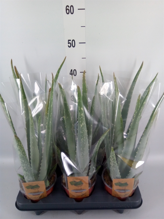 <h4>Aloe vera</h4>