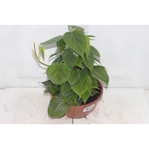 PHILODENDRON SCANDENS C21