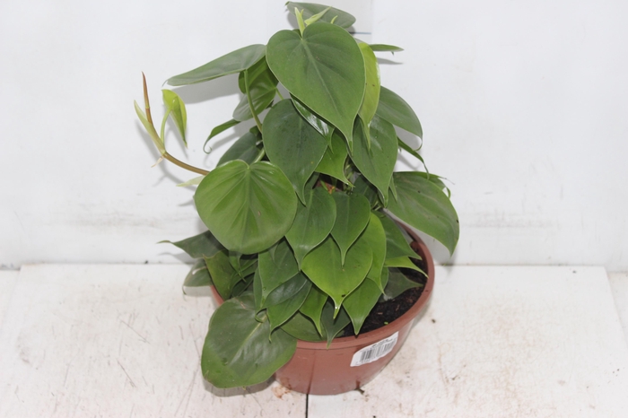 <h4>PHILODENDRON SCANDENS C21</h4>