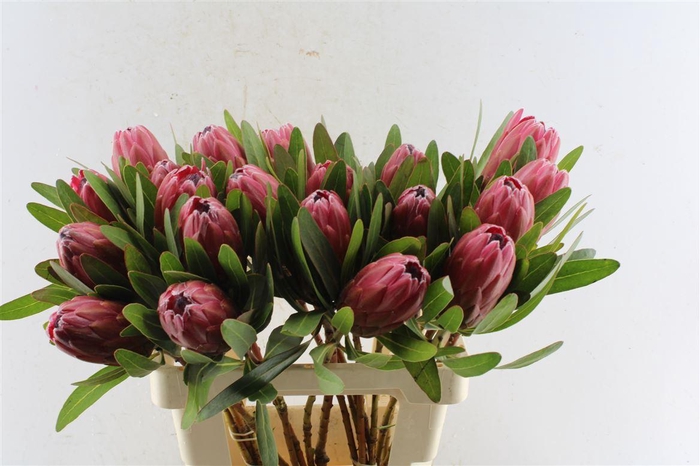 <h4>Protea Lancelot</h4>