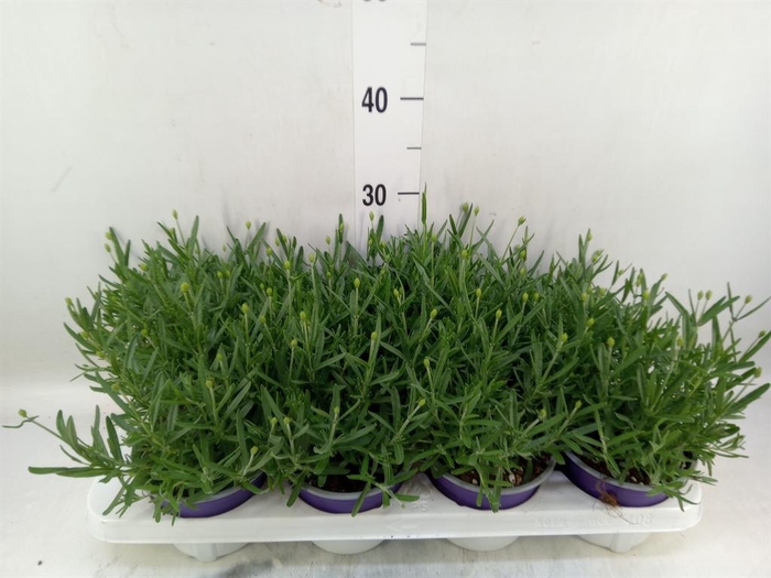 <h4>Lavandula angus. 'Essence Pure'</h4>