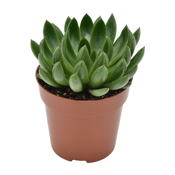 <h4>Echeveria Arco Rosetta</h4>