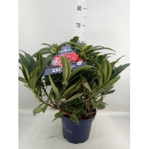 Rhododendron  'Rhodo Red Devil'