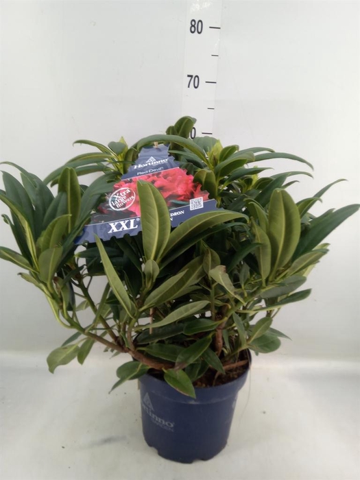 <h4>Rhododendron 'Rhodo Red Devil'</h4>