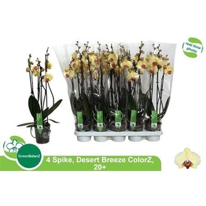 ** Phal Desert Breeze 4 Branches 20+ * Spring Deal