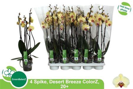 <h4>** Phal Desert Breeze 4 Branches 20+ * Spring Deal</h4>