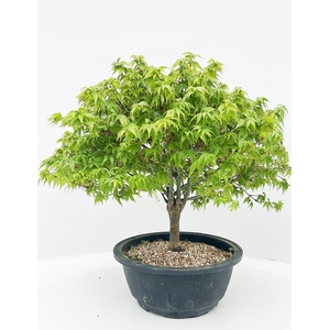 Acer palmatum 'Kiyohime', in 20cm. trainingspot.