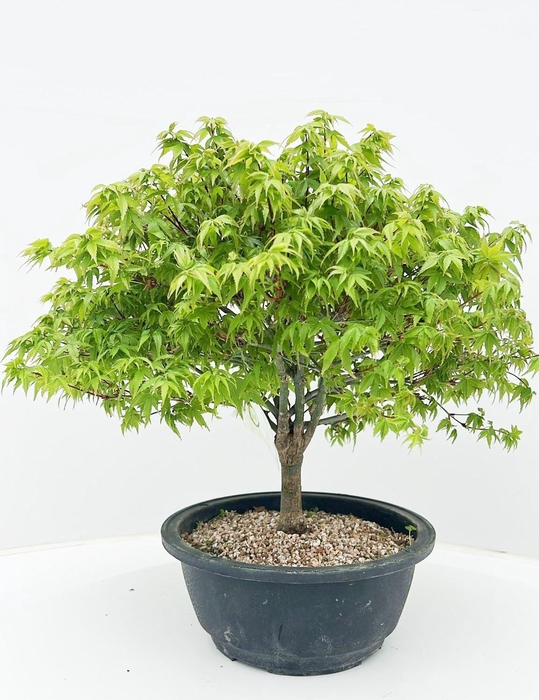 <h4>Acer palmatum 'Kiyohime', in 20cm. trainingspot.</h4>