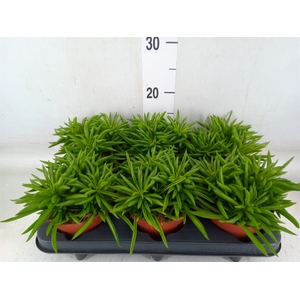 Peperomia ferreyrae 'Happy-Bean'