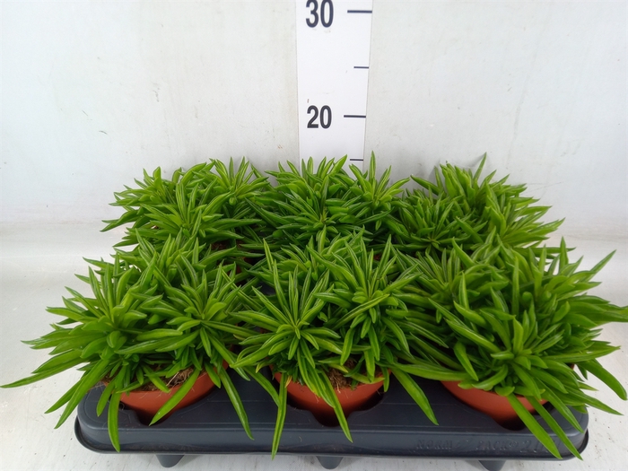 <h4>Peperomia ferreyrae 'Happy-Bean'</h4>