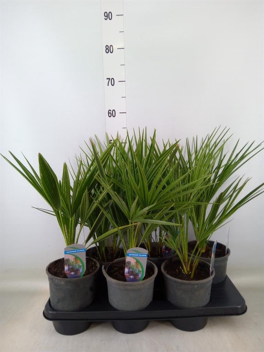 <h4>Chamaerops humilis</h4>
