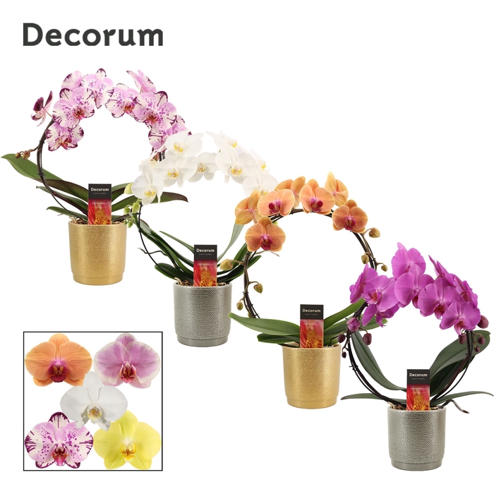 <h4>Phalaenopsis boog mix in Gabriël (Deco-collection)</h4>