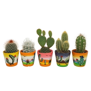Cactus mix in 6 cm 'Decorpotje'