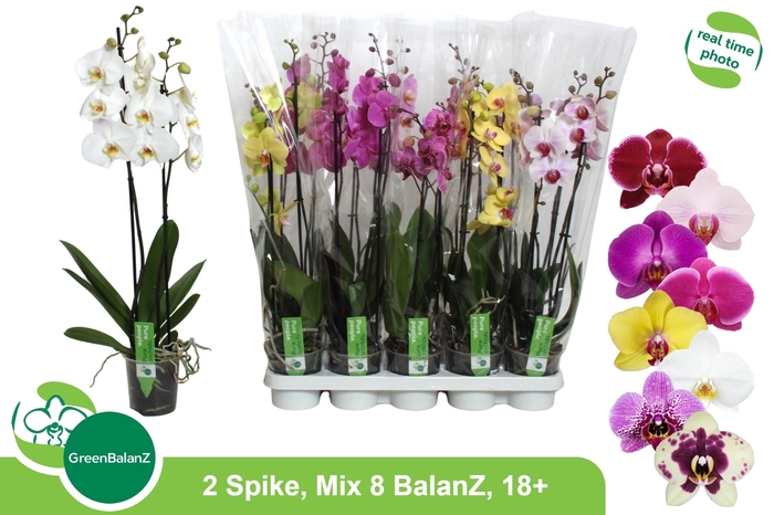 <h4>PHAL GEM 8 KL</h4>