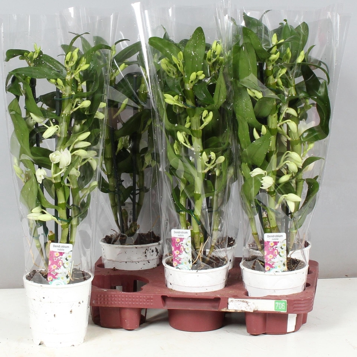 <h4>DENDR N SC APOLLON</h4>