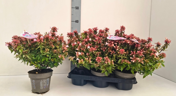 <h4>ABEL GRANDIFLORA</h4>