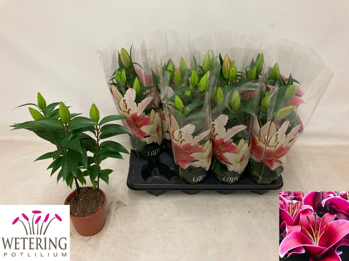 <h4>LIL OR SUNNY KEYS</h4>