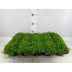 Selaginella apoda