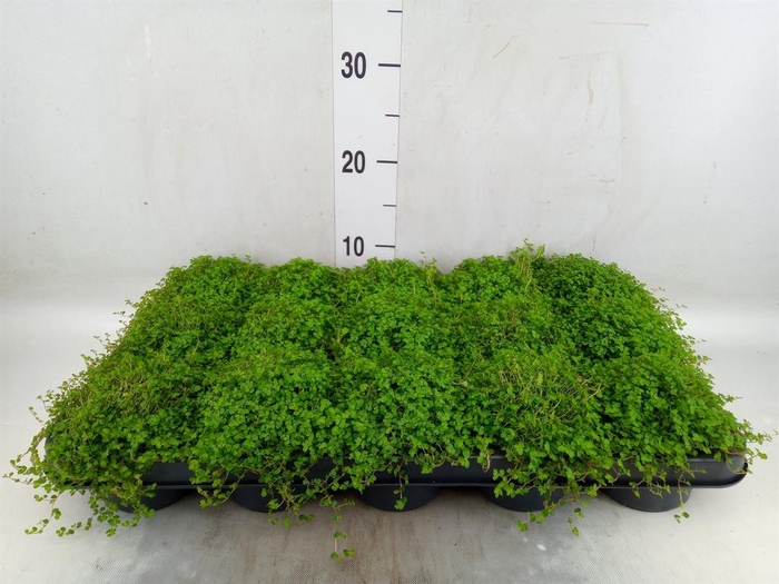 <h4>Selaginella apoda</h4>