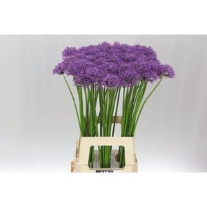 Allium Gladiator