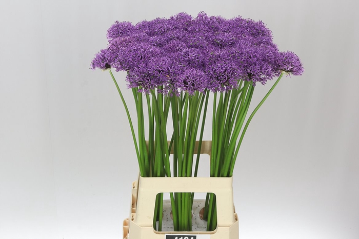 <h4>Allium Gladiator</h4>