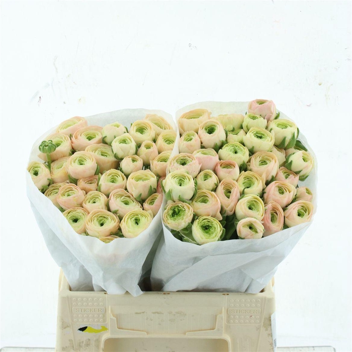 <h4>Ran Su Tuareg Extra</h4>