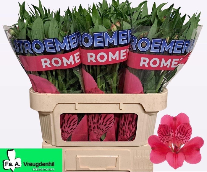 <h4>ALSTR ROME</h4>